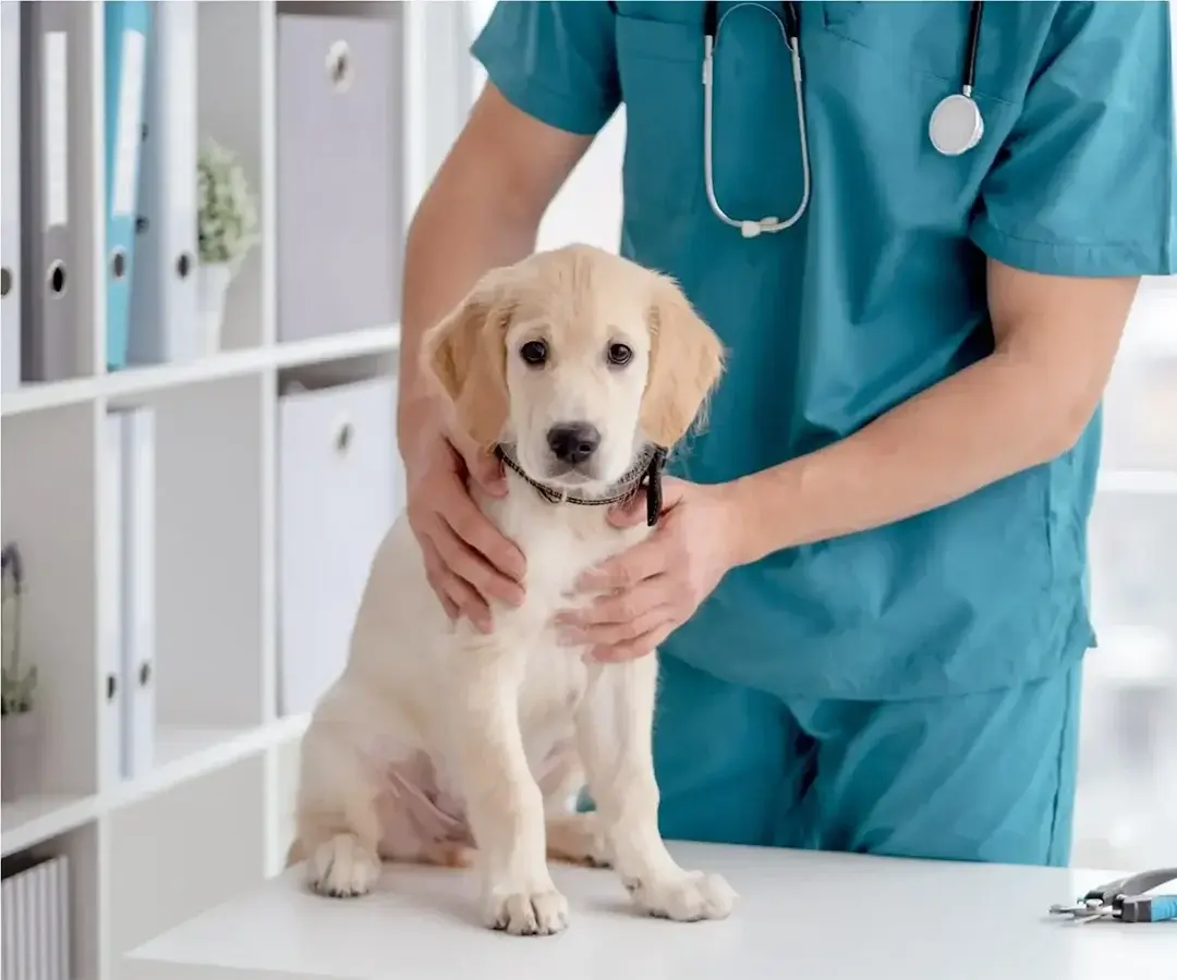 dog_vet_home