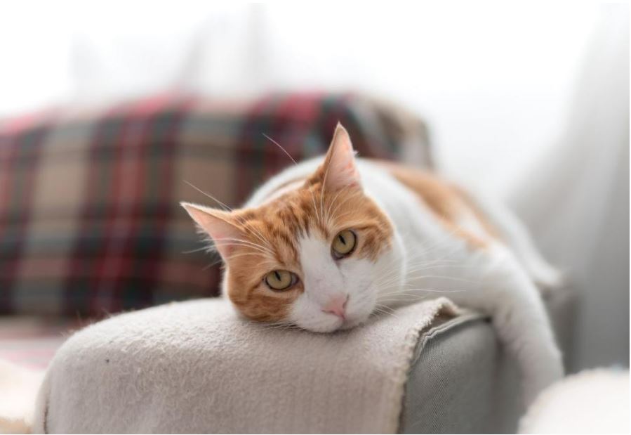 sterilizzazione gatto femmina