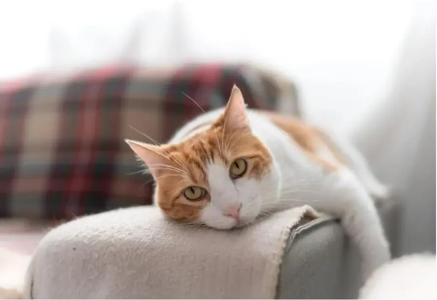 gatto